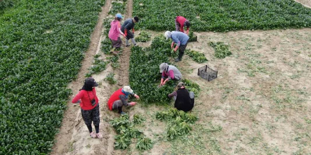 Kış ayı demek bu sebze demek! Kasım’dan Nisan’a kadar hasat ediliyor:  Hale 6 TL’den satılıyor 3